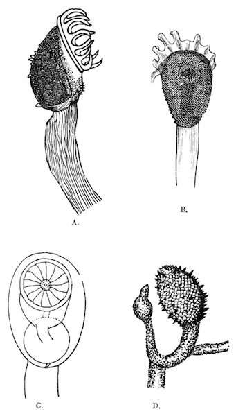 Fig. 34.—Loxosomatoides colonialis, Annandale. Illustration: Fig. 34.—Loxosomatoides colonialis, Annandale.