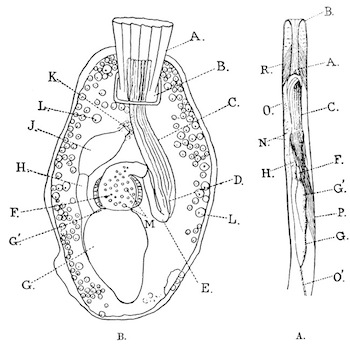 Fig. 35.—Single zoœcia of Victorella and Hislopia (magnified). Illustration: Fig. 35.—Single zoœcia of Victorella and Hislopia (magnified).