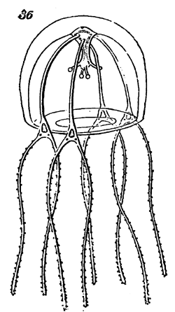 Fig. 36.—Structure of Paludicella ehrenbergi (A and B after Allman). Illustration: Fig. 36.—Structure of Paludicella ehrenbergi (A and B after Allman).