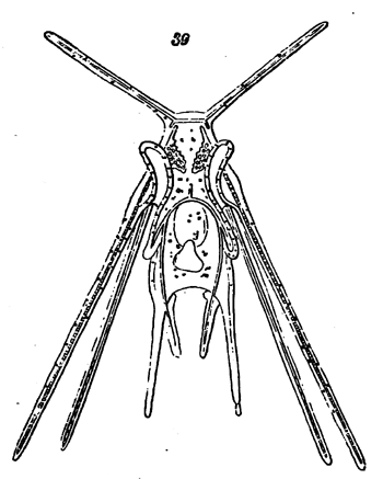 Fig. 39.—Hislopia lacustris. Illustration: Fig. 39.—Hislopia lacustris.