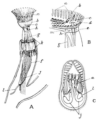 Fig. 40.—Structure of the Plumatellina (after Allman). Illustration: Fig. 40.—Structure of the Plumatellina (after Allman).