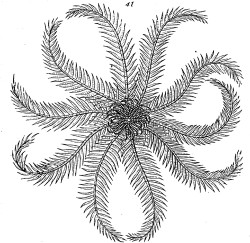 Fig. 41.—Fredericella indica. Illustration: Fig. 41.—Fredericella indica.