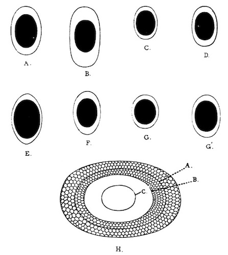 Fig. 42.—Outlines of free statoblasts of Plumatella (enlarged). Illustration: Fig. 42.—Outlines of free statoblasts of Plumatella (enlarged).