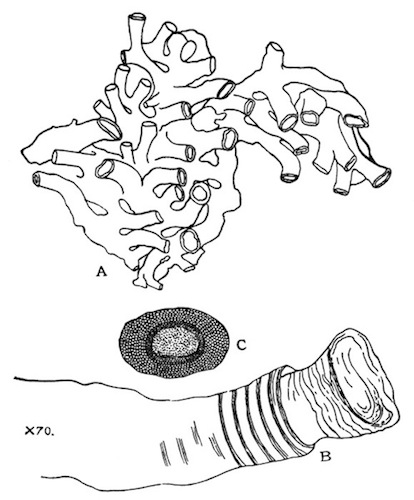 Fig. 44.—Plumatella tanganyikæ from Igatpuri Lake. Illustration: Fig. 44.—Plumatella tanganyikæ from Igatpuri Lake.