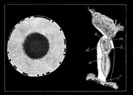 Fig. 47.—Pectinatella burmanica. Illustration: Fig. 47.—Pectinatella burmanica.