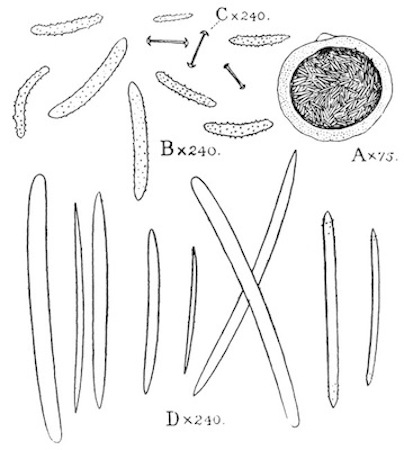 Fig. 48.—Corvospongilla caunteri (type, from Lucknow). Illustration: Fig. 48.—Corvospongilla caunteri (type, from Lucknow).