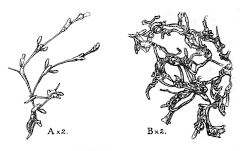Fig. 49.—Stolella himalayana (types, from the Kumaon lakes). Illustration: Fig. 49.—Stolella himalayana (types, from the Kumaon lakes).