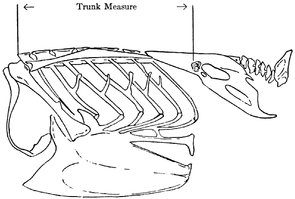 skeleton of Bombycilla cedrorum skeleton of Bombycilla cedrorum