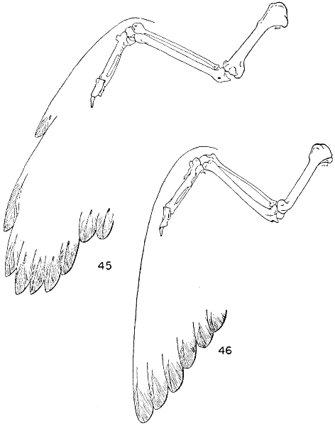 wing bones wing bones