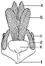 caudal musculature caudal musculature