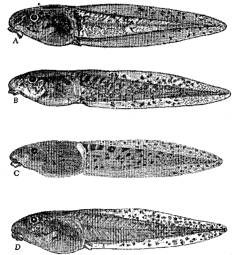 Tadpoles of the Ptychohyla euthysanota group Tadpoles