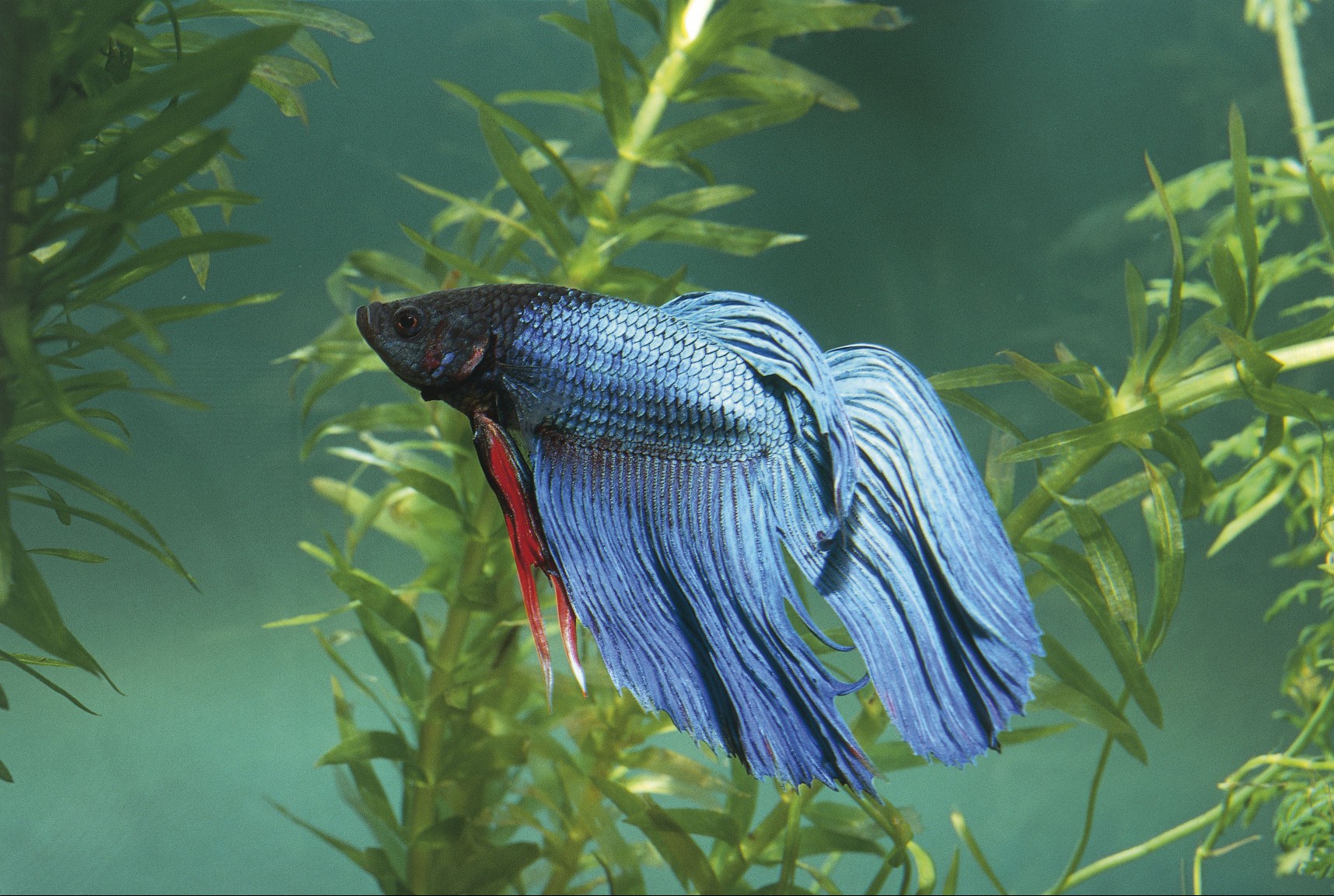 Siamese fighting fish in a tank