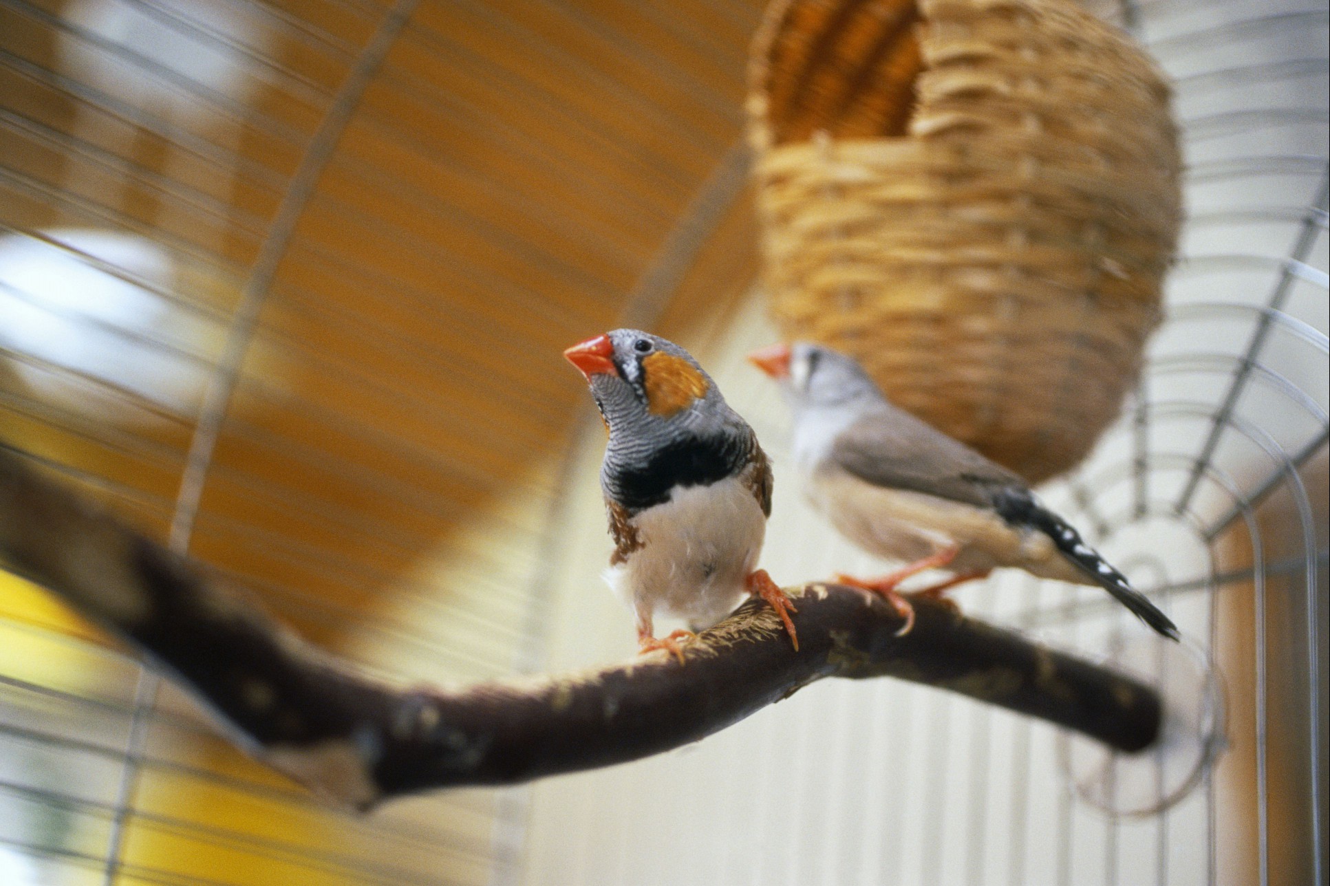 Finches perched in a birdcage