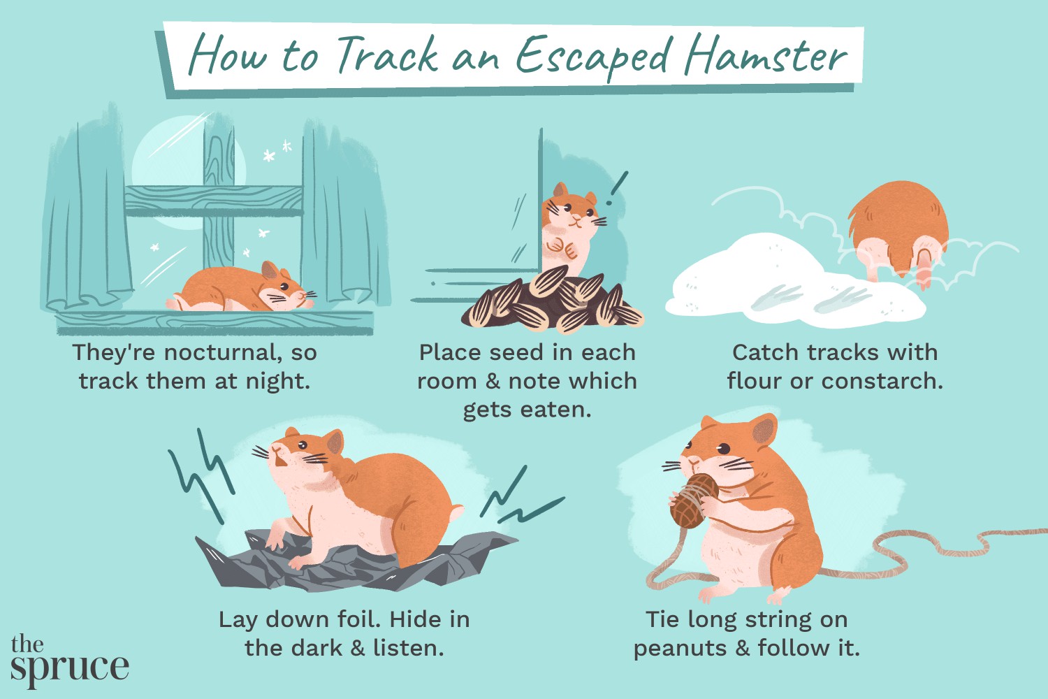 Tips and tricks for finding a hamster who escaped illustration