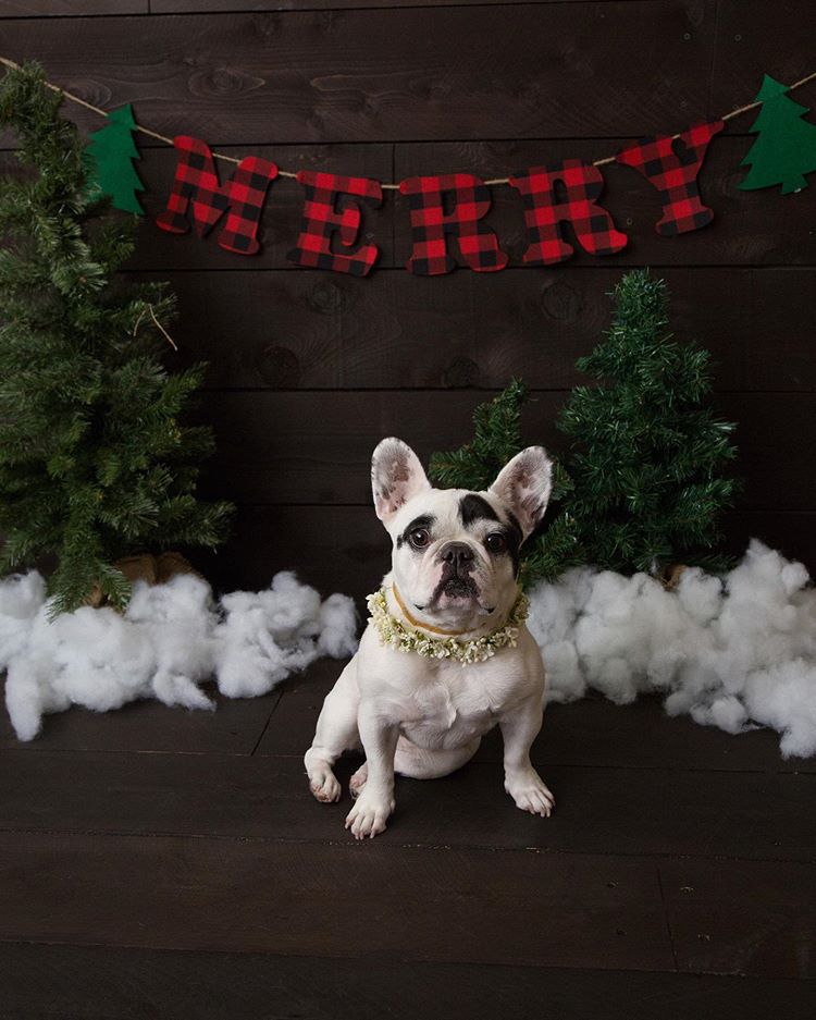 A white Frenchie with black markings posing in front of a scene of fake snow and trees and a banner that spells "merry" in plaid fabric letters.