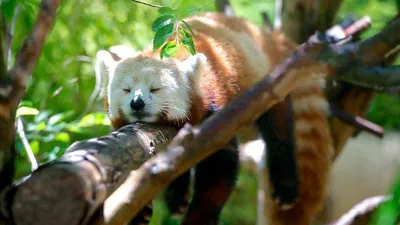 What Is First-Party Isolation and How to Enable It in Firefox