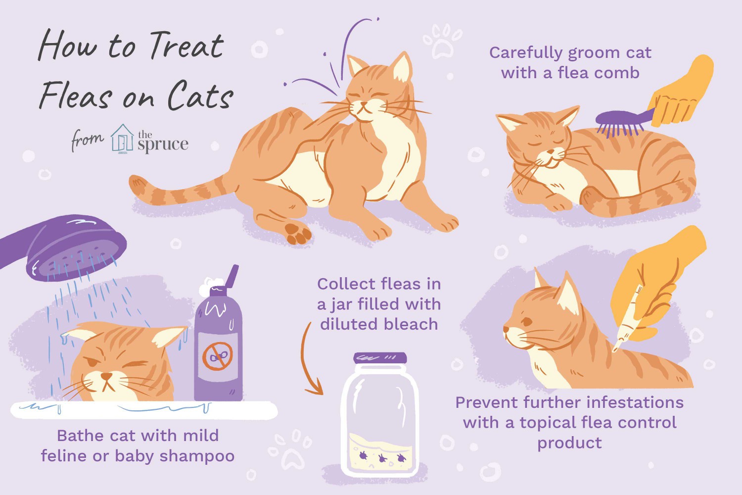 How to Treat Fleas on Cats