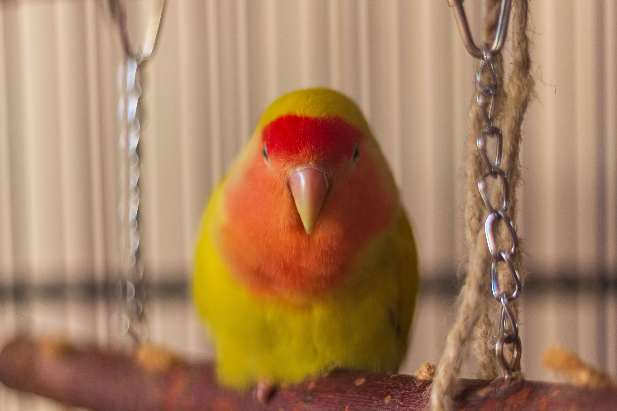 Fluffy red and yellow lovebird staring at camera on her swing
