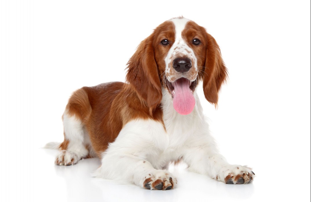 A Young Welsh Springer Spaniel