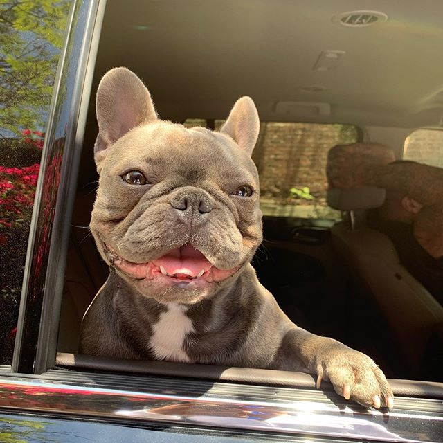 A grey Frenchie looking out the window of a car with his mouth open.