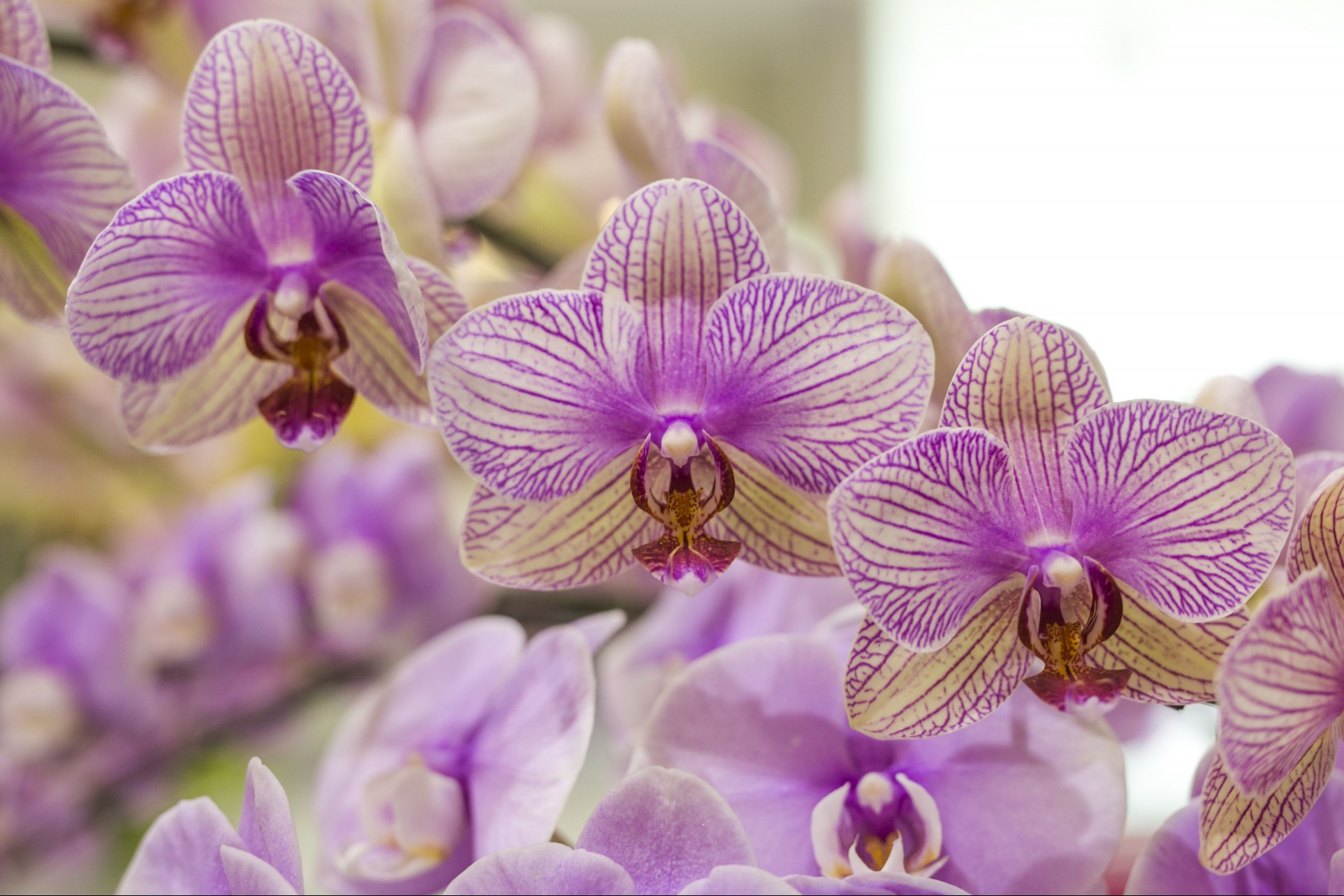 Purple and white orchids