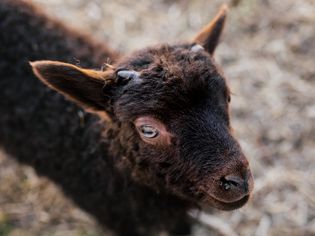 What You Donât Know About Goats, But Should