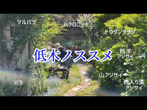 乾燥に強い低木の選び方と育て方、在来種と日陰のコツも解説