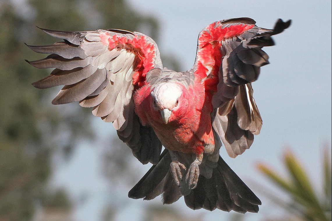 Galah flying