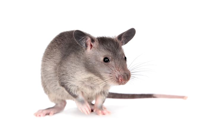 How to Care for a Pet Gambian Pouched Rat