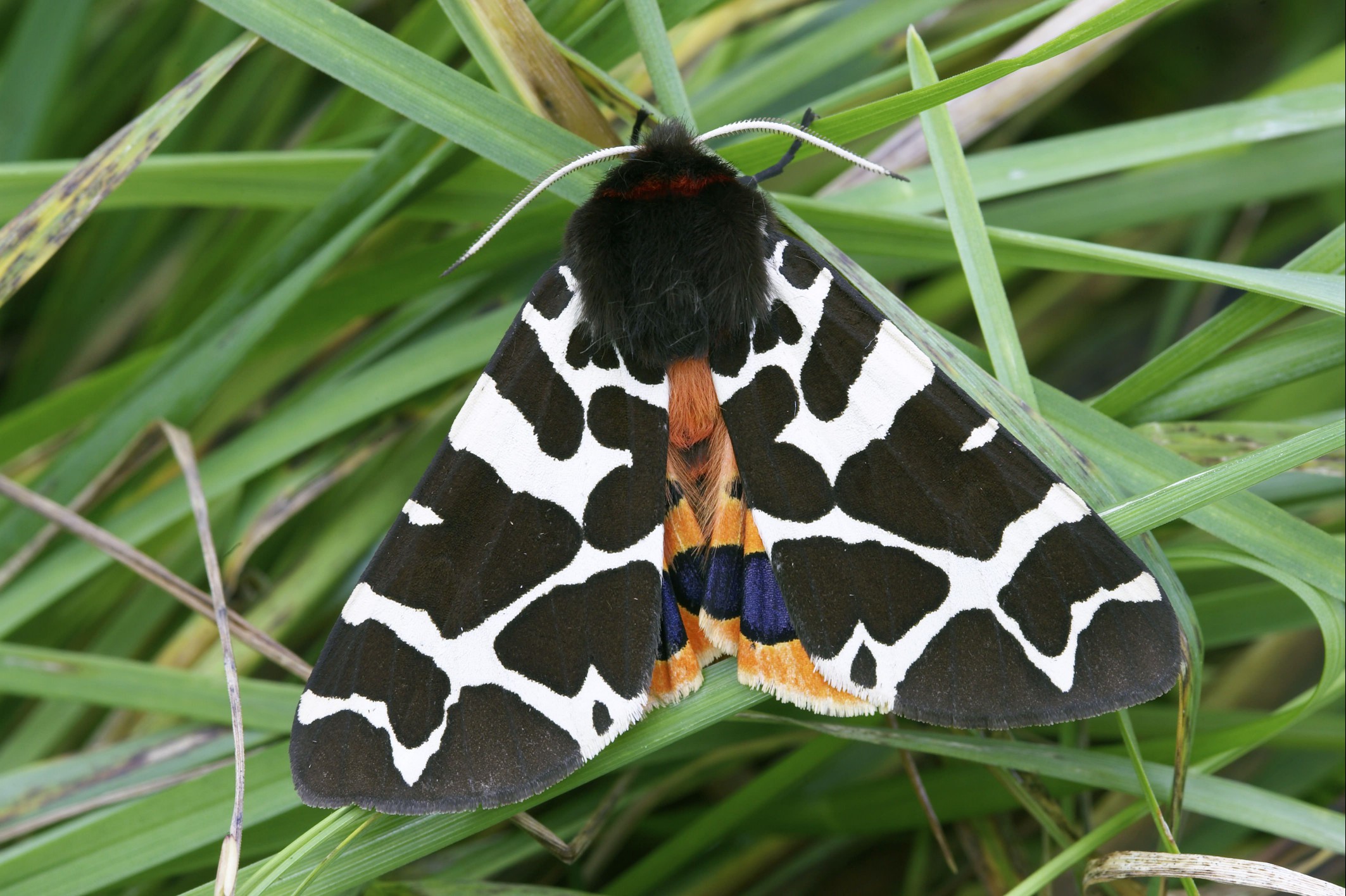 Garden Tiger Moth