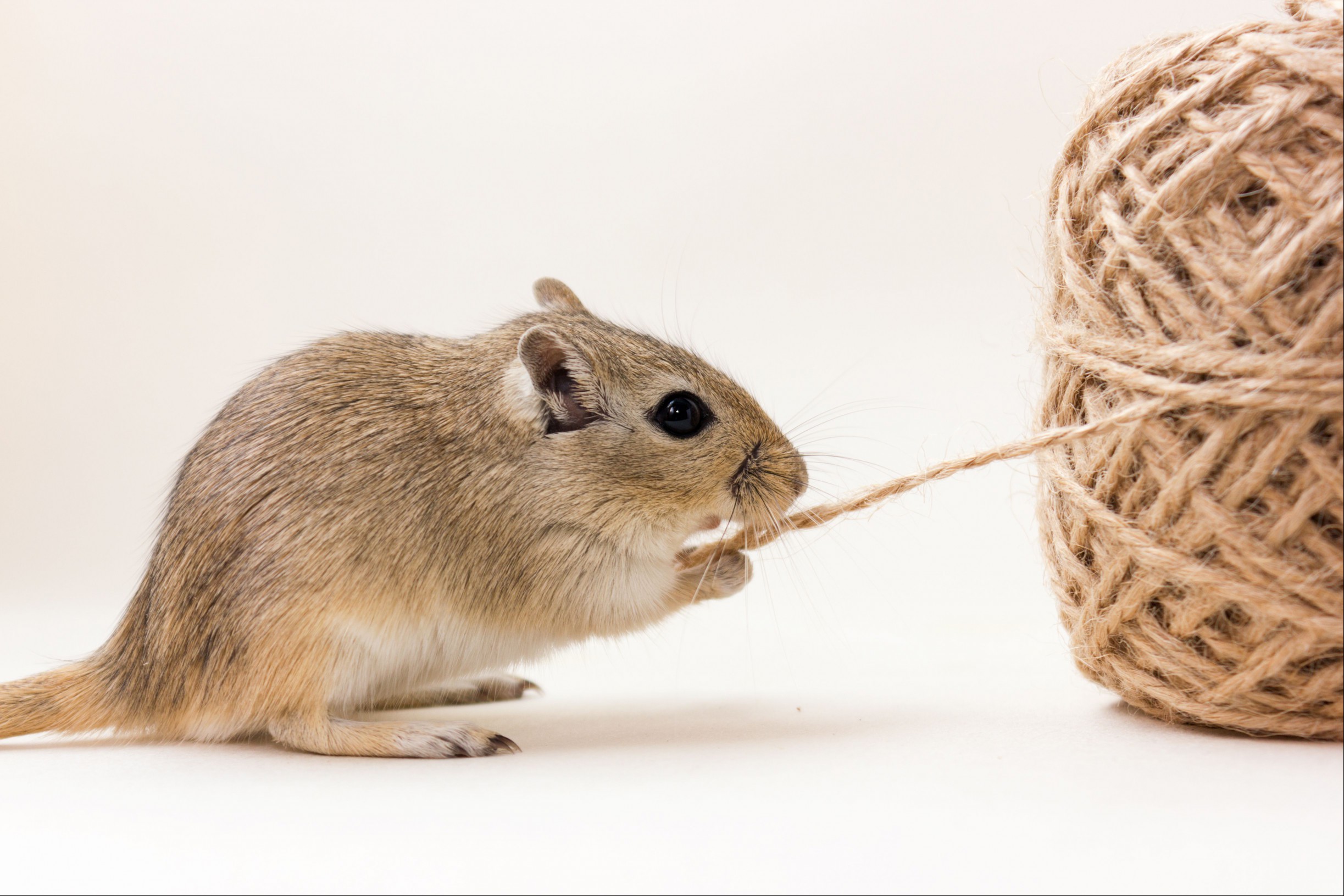 Gerbil chewing on twine attached to a large ball.