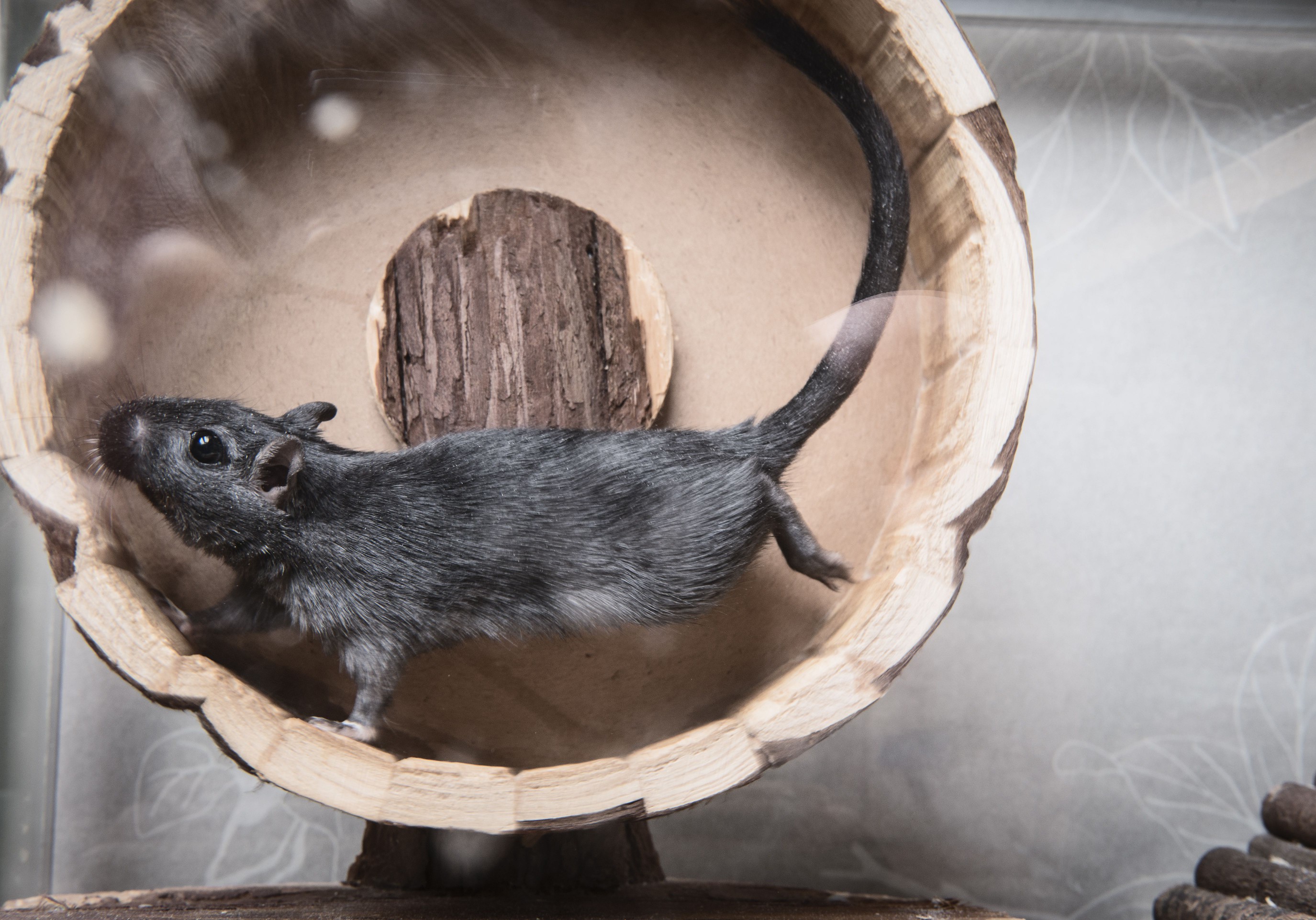 Gerbil running on a wooden wheel.