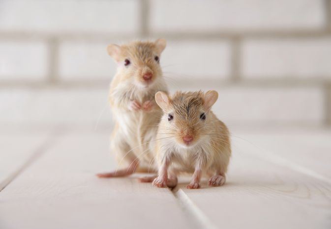 How to Care for a Pet Gerbil How to Care for a Pet Gerbil