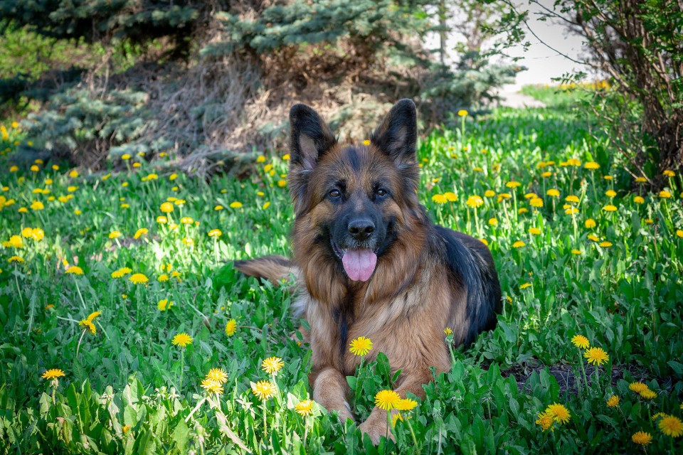 A King Shepherd sitting outside.
