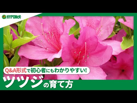 プロが教えるツツジの育て方【初心者でも失敗しない実践テクニック】