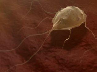 Giardiasis in Cats