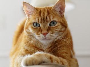 Cuterabra in Cats