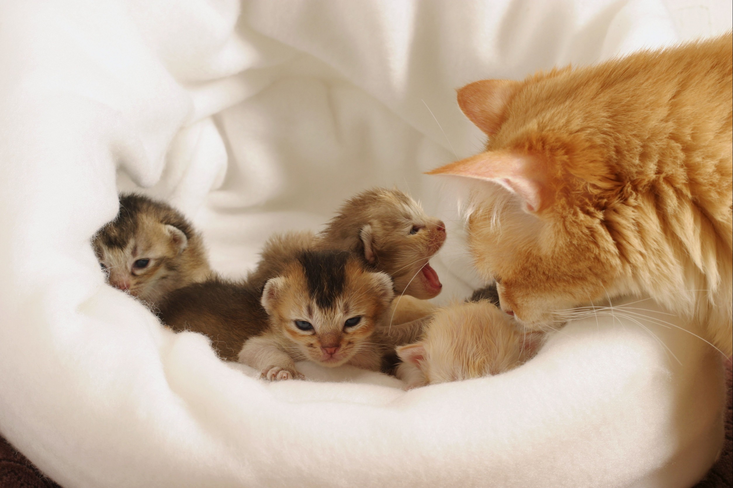 Ginger cat leaning over edge of a basket containing litter of kittens