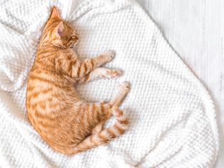 Coccidia in Cats