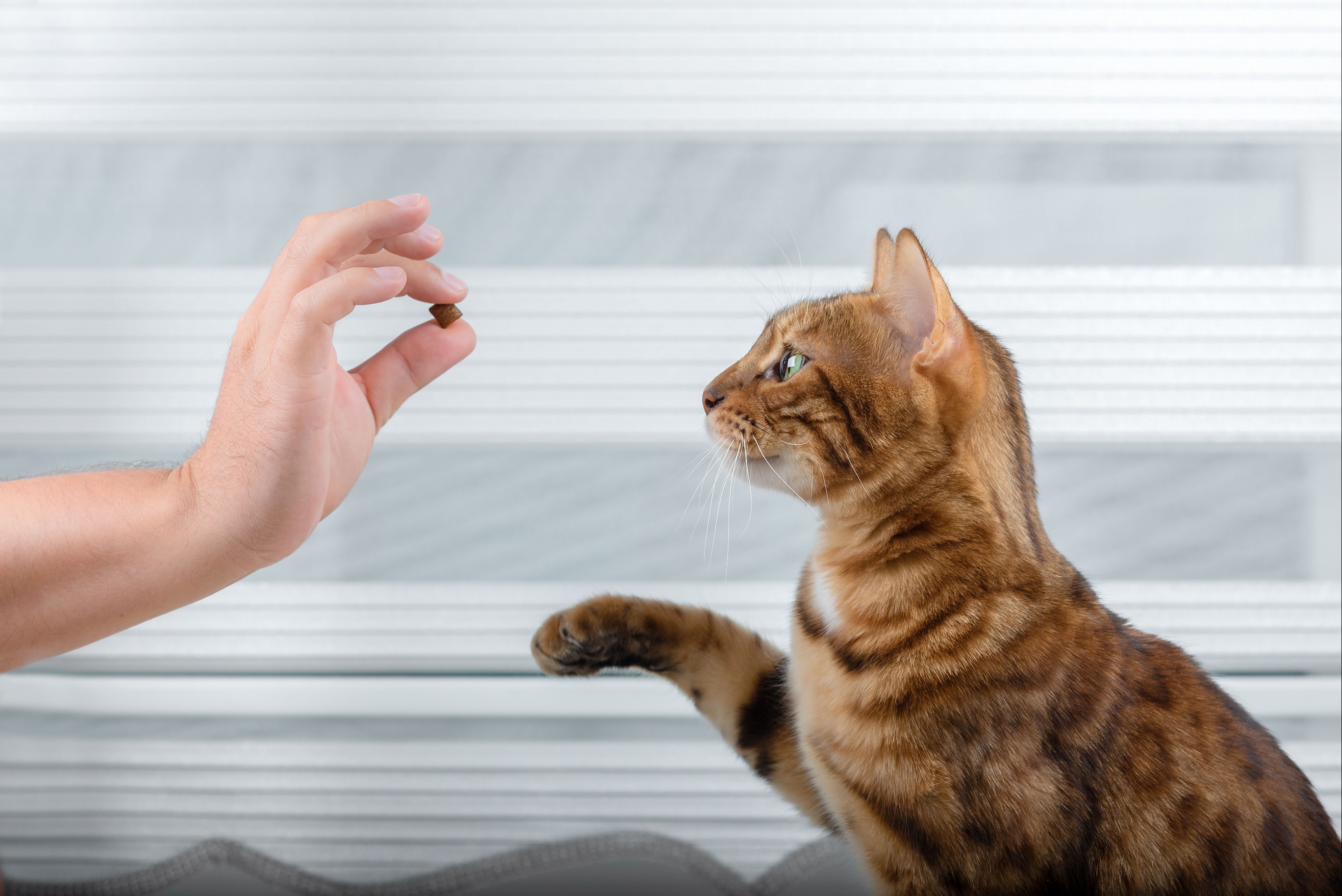 Training a thoroughbred cat for a treat in the room.