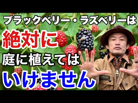 黒い実をつける低木・高木4選！初心者でも失敗しない栽培のコツ