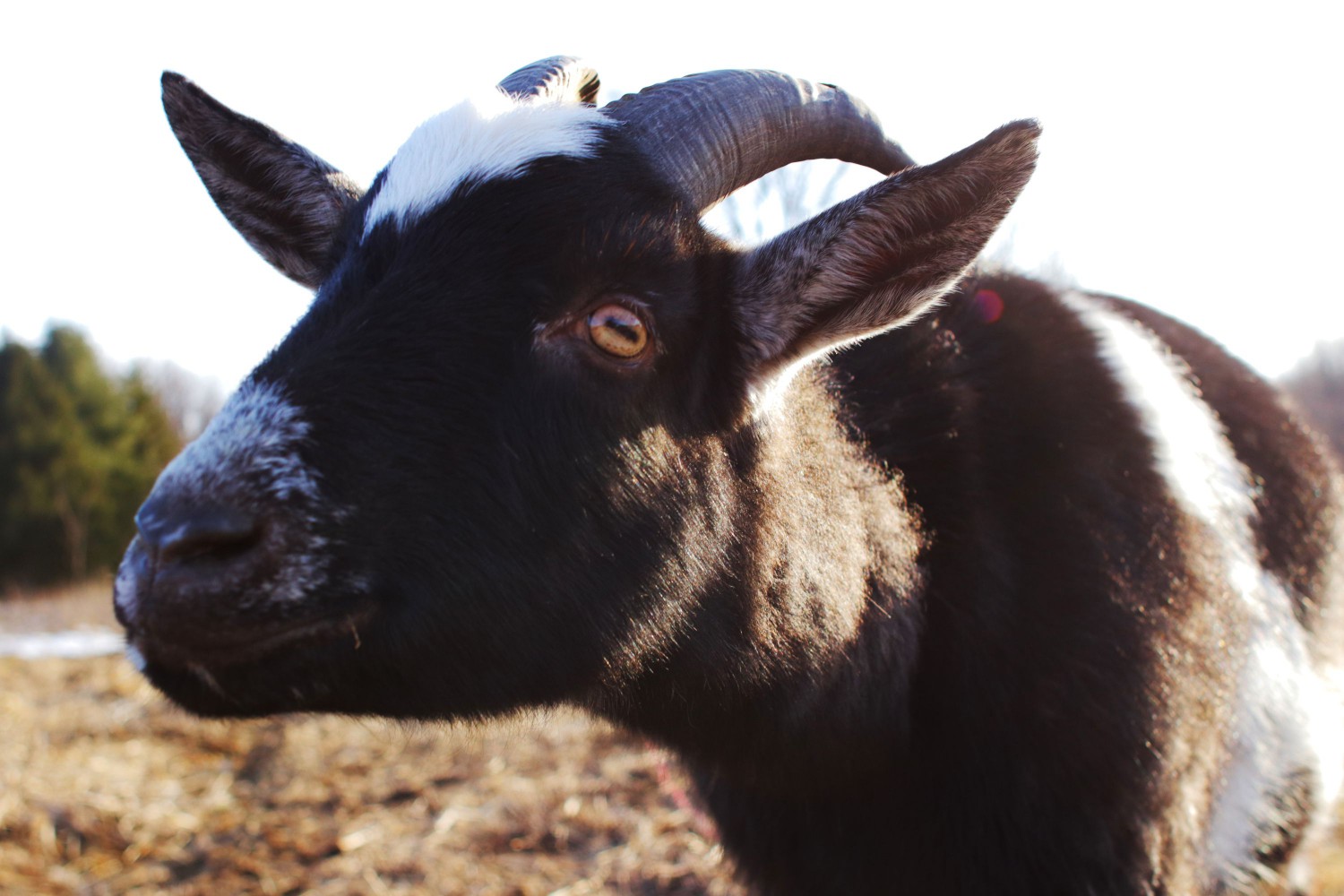 Black and white goat leaning forward