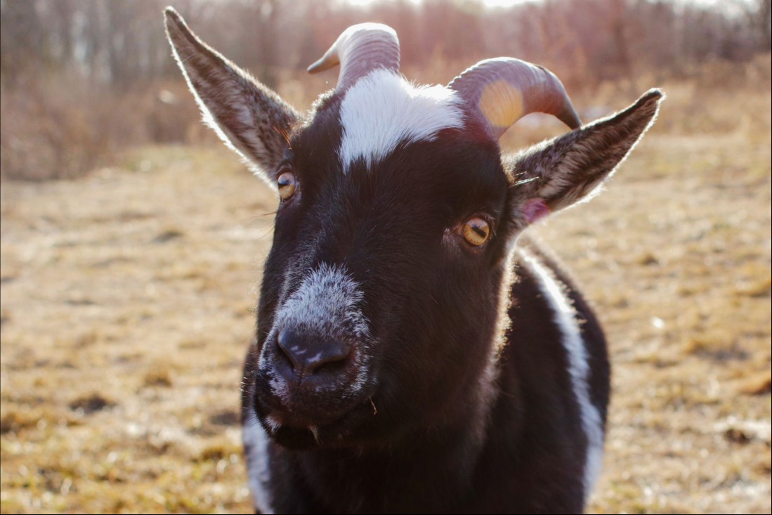 Black and white goat with tilted head in dry field