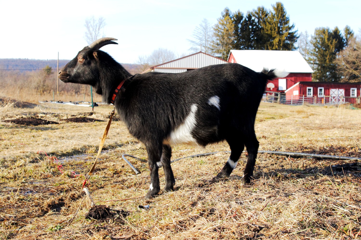 Black and white goat standing profile with leash in front of red barn
