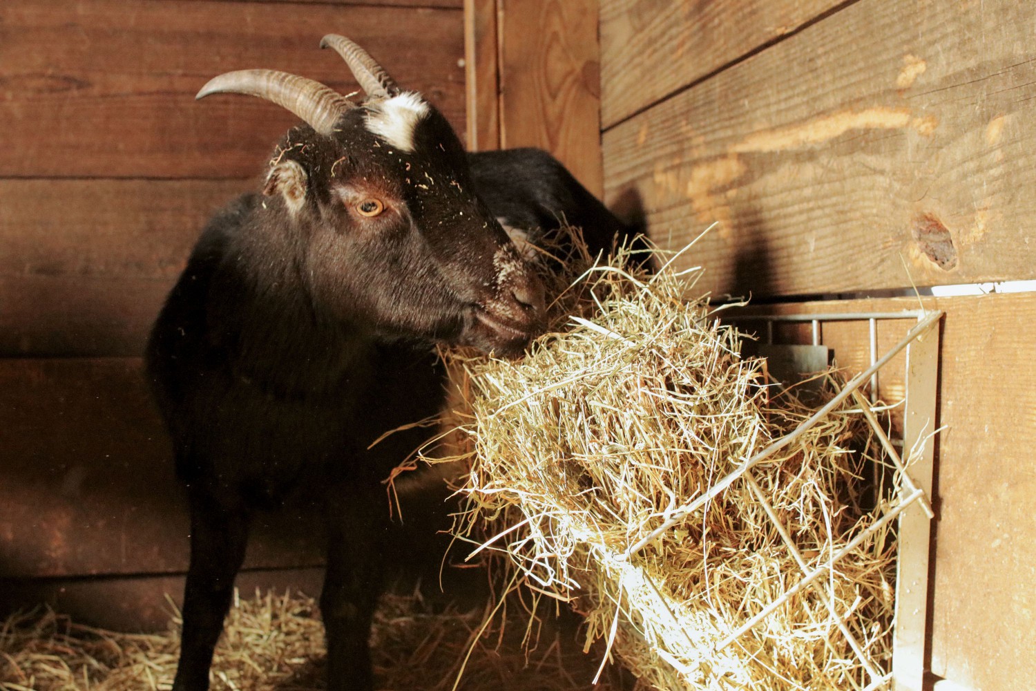 Black and white goat eating hay in barn