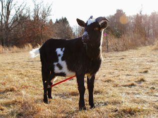 Should You Keep a Goat as a Pet? Should You Keep a Goat as a Pet?
