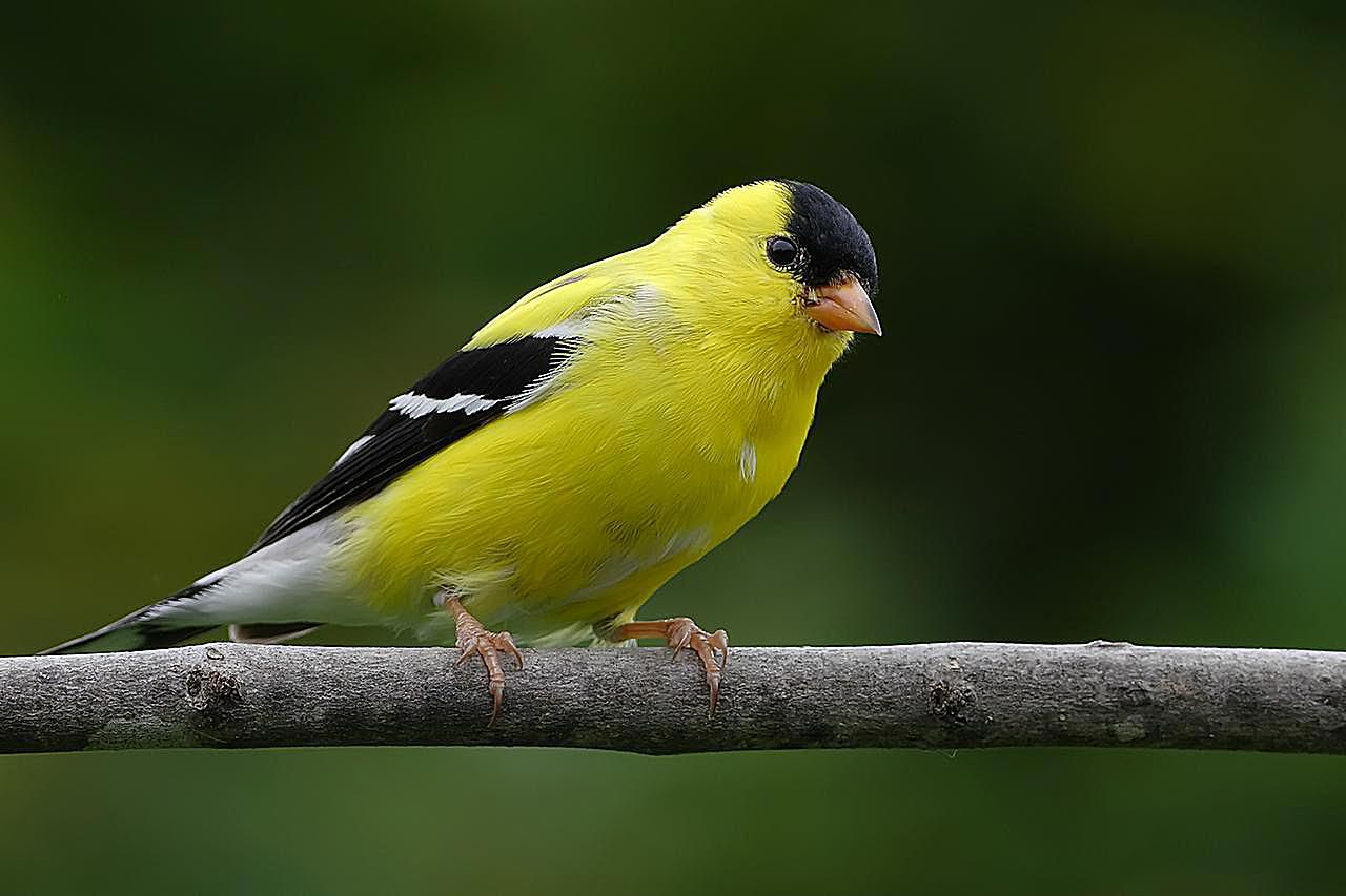 Goldfinch keeping an eye on the feeder.