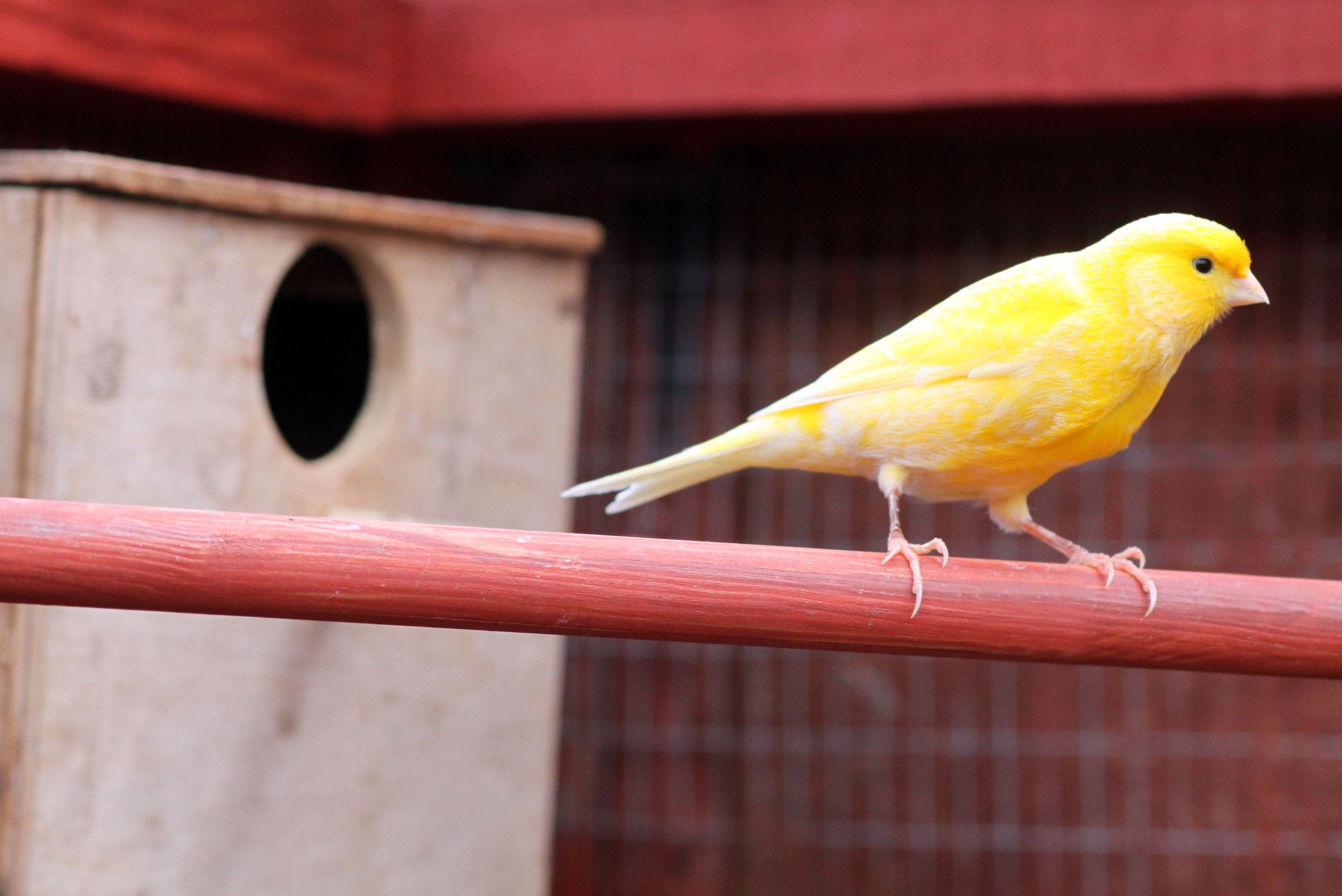 golden canary