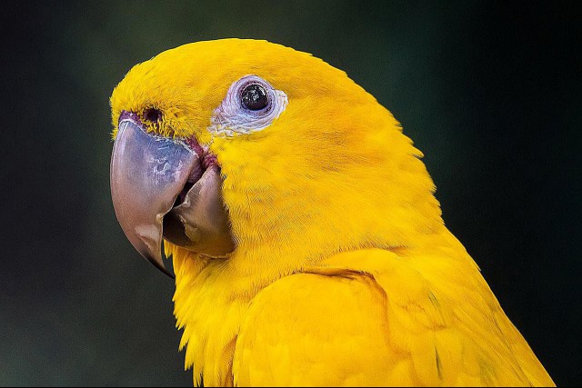 Headshot of a golden conure