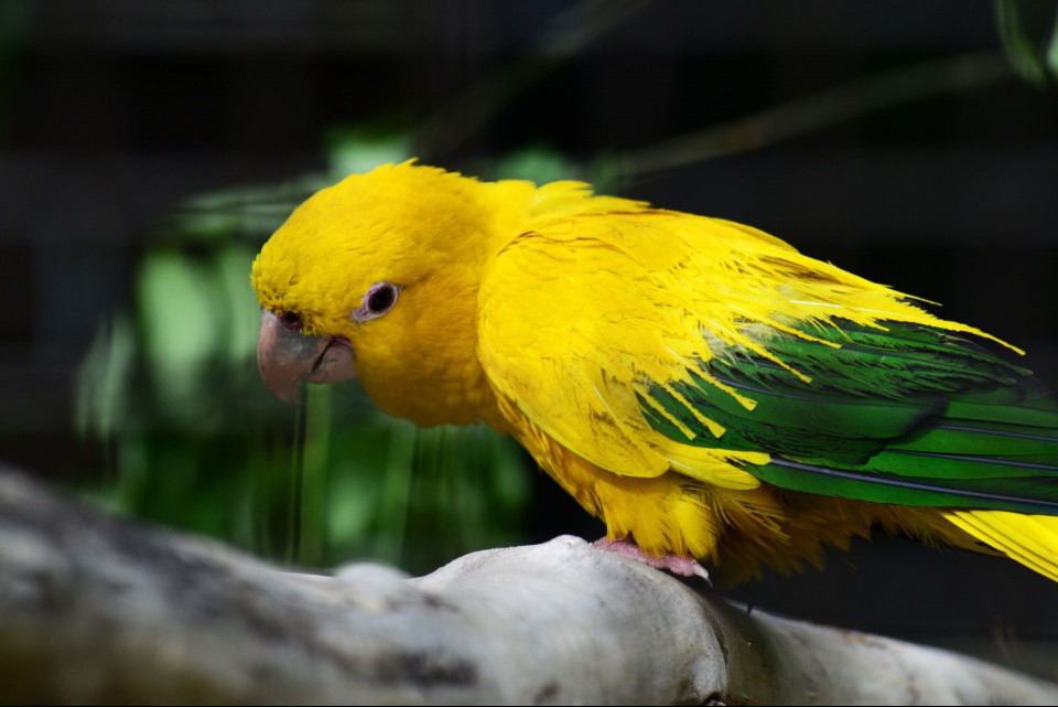 Golden Conures